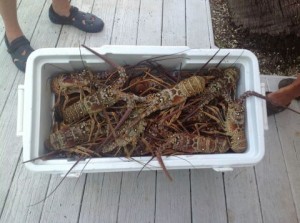 Spiny Lobsters caught during 2012 Mini-Season