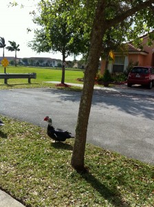 Duck going to join his other pals waddling in the neighborhood.