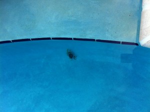 Crab in our pool before rescue.
