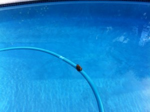 Big, ugly frog in the pool 
