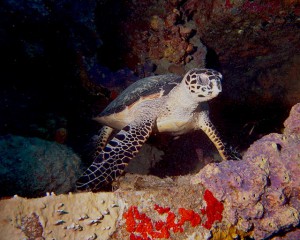 Turtle in Key Largo. Photo by hubby, of course.
