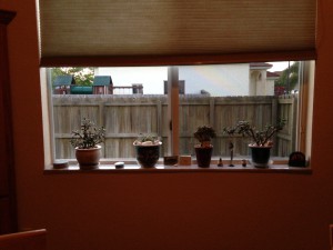 Succulents Resembling Coral Moved to Window Ledge