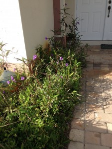 Purple Flowers in Front Yard 