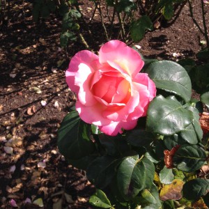 Rose on the grounds of the Crowne Plaza Heathrow Hotel 