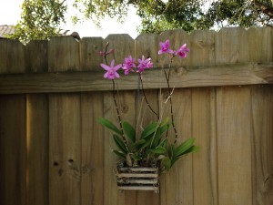 A happy orchid, I think.