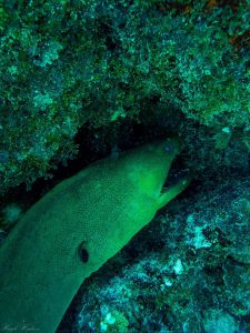 Green Moray Being Cleaned (Key Largo Reef)